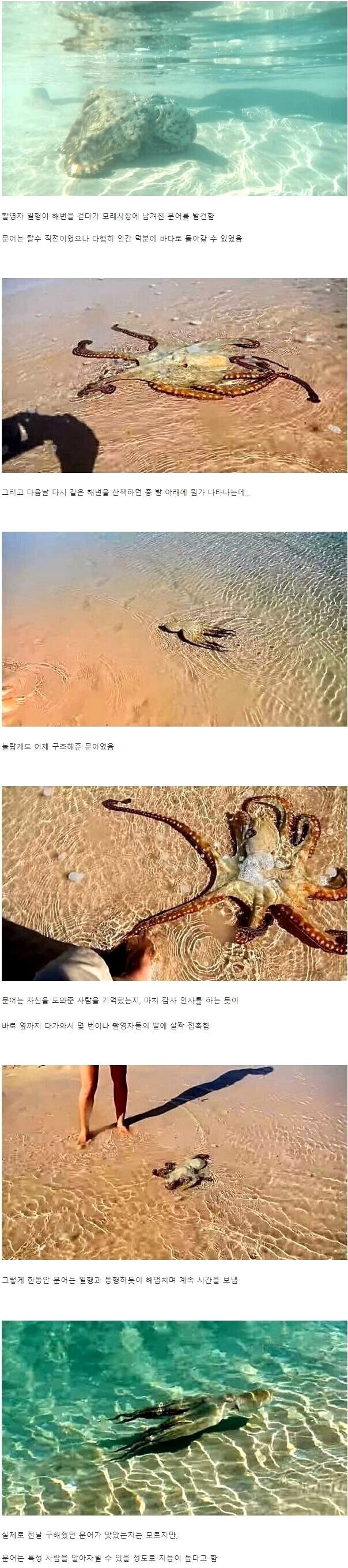 구해준 인간에게 감사인사를 한 문어_1.png