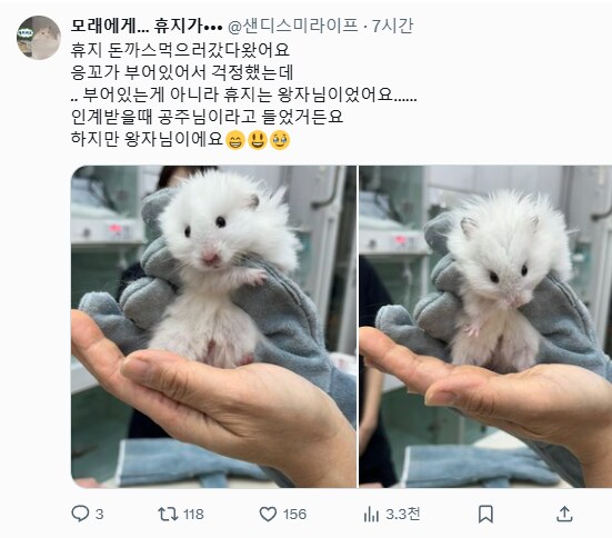 뉴비 햄스터 집사들이 흔히 오해 하는것_1.png