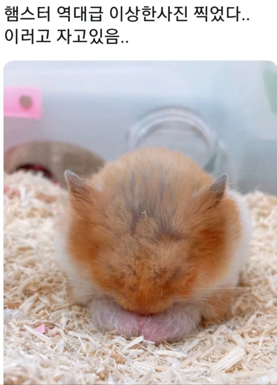 뉴비 햄스터 집사들이 흔히 오해 하는것_3.png
