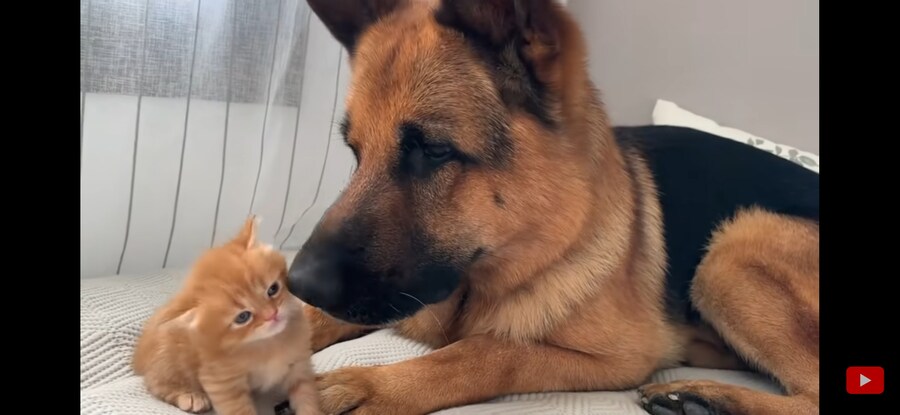 내가 리트리버+아깽이 조합만큼 좋은 것 보여주겠음!!!_2.jpg