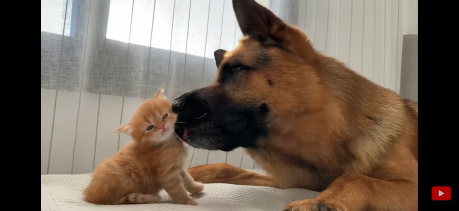 내가 리트리버+아깽이 조합만큼 좋은 것 보여주겠음!!!_4.jpg