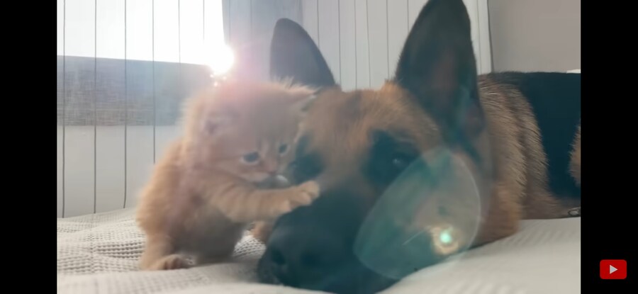 내가 리트리버+아깽이 조합만큼 좋은 것 보여주겠음!!!_8.jpg