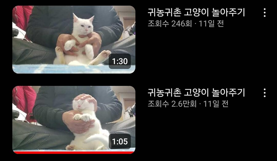 요즘 유튜브 고양이 영상 근황_1.jpg
