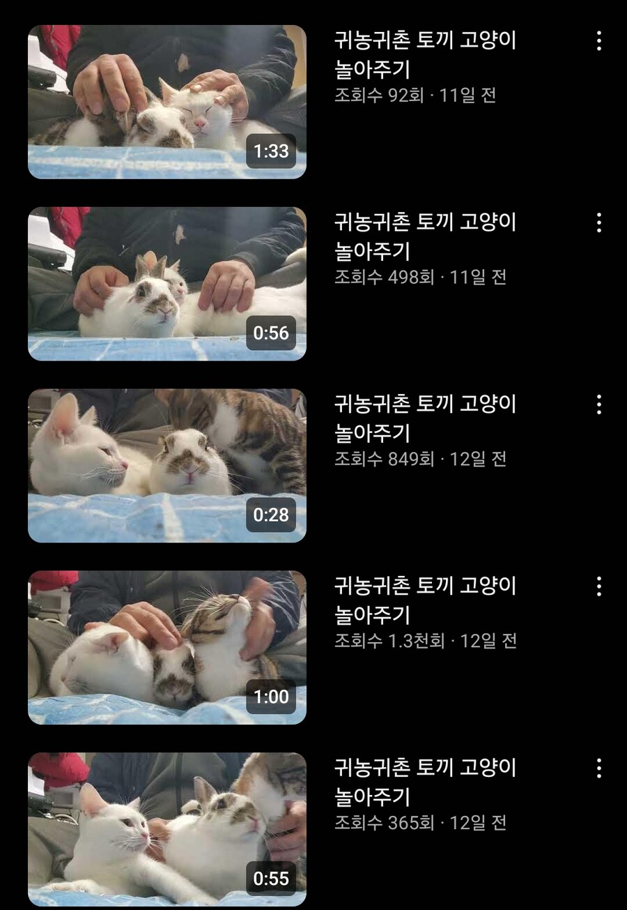 요즘 유튜브 고양이 영상 근황_2.jpg