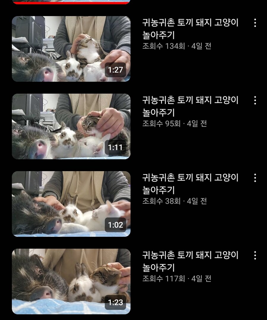 요즘 유튜브 고양이 영상 근황_3.jpg