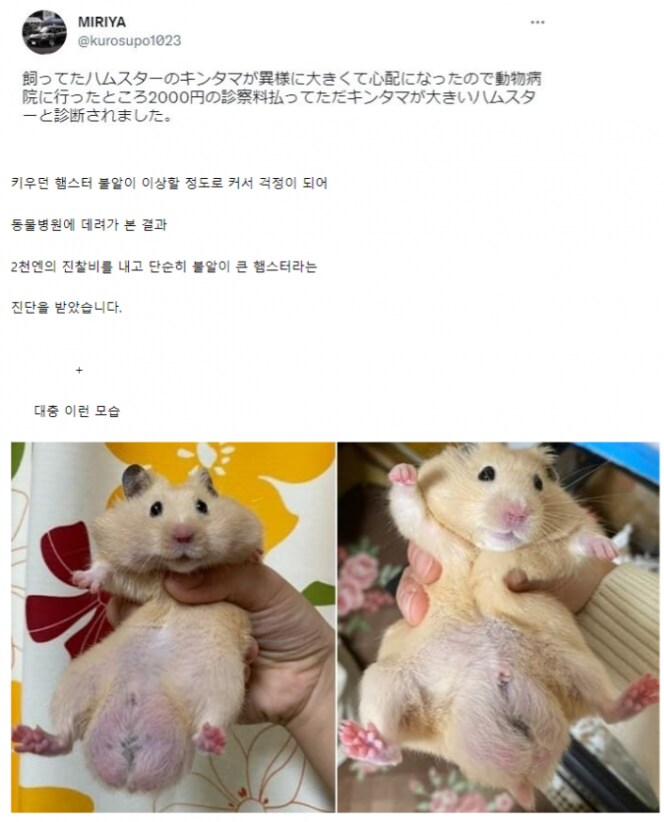 햄스터가 아파요 ㅠㅠ_1.png