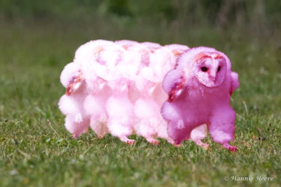 에호에호 달리는 부엉이 근황_7.jpg