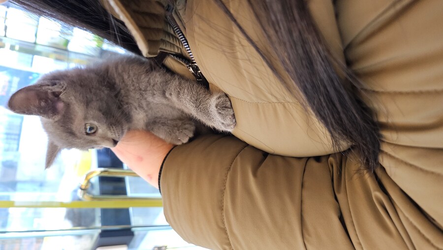 똥꼬발랄한 러블 아깽이 , 분양했습니다. ♥-♥_1.jpg