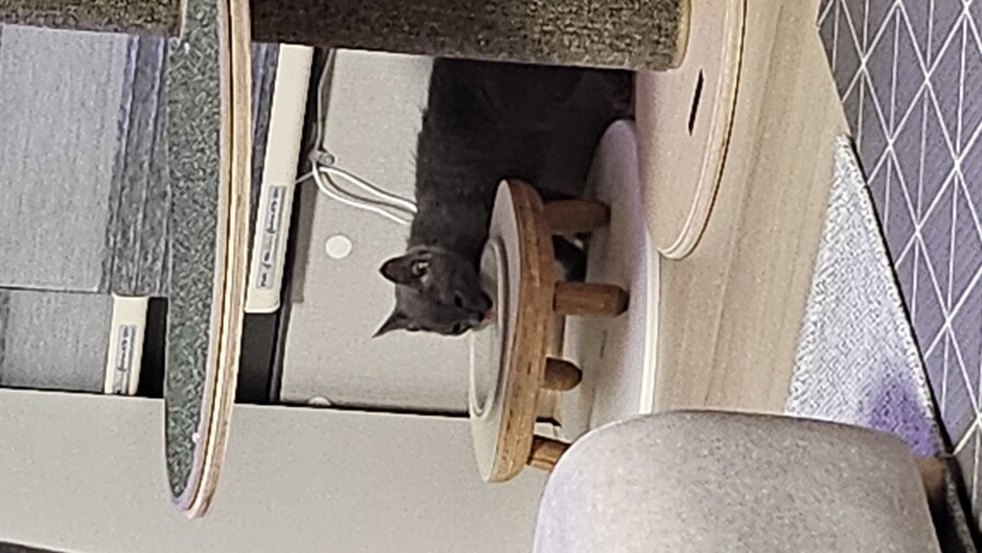 똥꼬발랄한 러블 아깽이 , 분양했습니다. ♥-♥_17.jpg