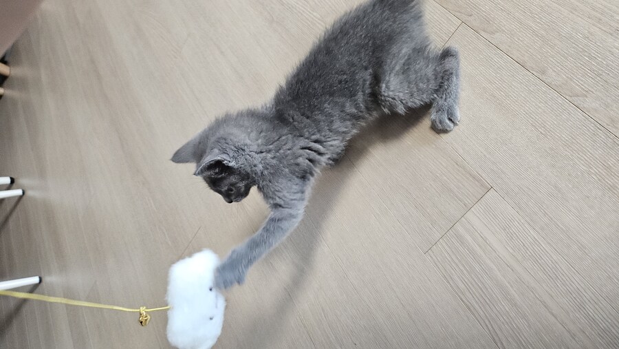 똥꼬발랄한 러블 아깽이 , 분양했습니다. ♥-♥_23.jpg