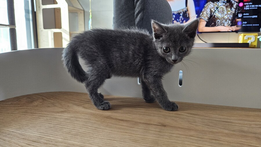 똥꼬발랄한 러블 아깽이 , 분양했습니다. ♥-♥_24.jpg