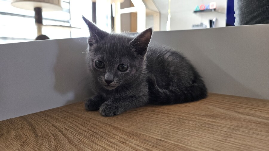 똥꼬발랄한 러블 아깽이 , 분양했습니다. ♥-♥_25.jpg