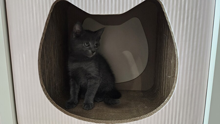 똥꼬발랄한 러블 아깽이 , 분양했습니다. ♥-♥_26.jpg