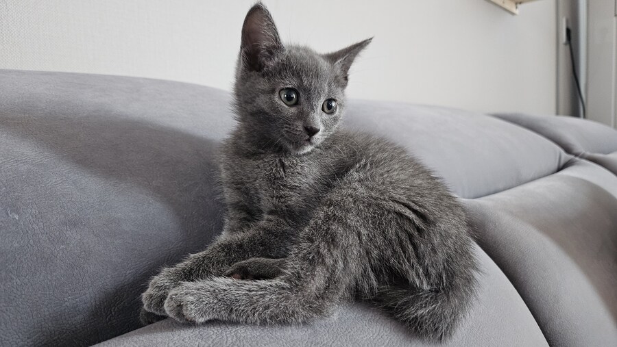 똥꼬발랄한 러블 아깽이 , 분양했습니다. ♥-♥_30.jpg