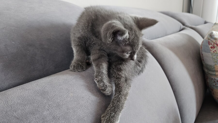 똥꼬발랄한 러블 아깽이 , 분양했습니다. ♥-♥_31.jpg