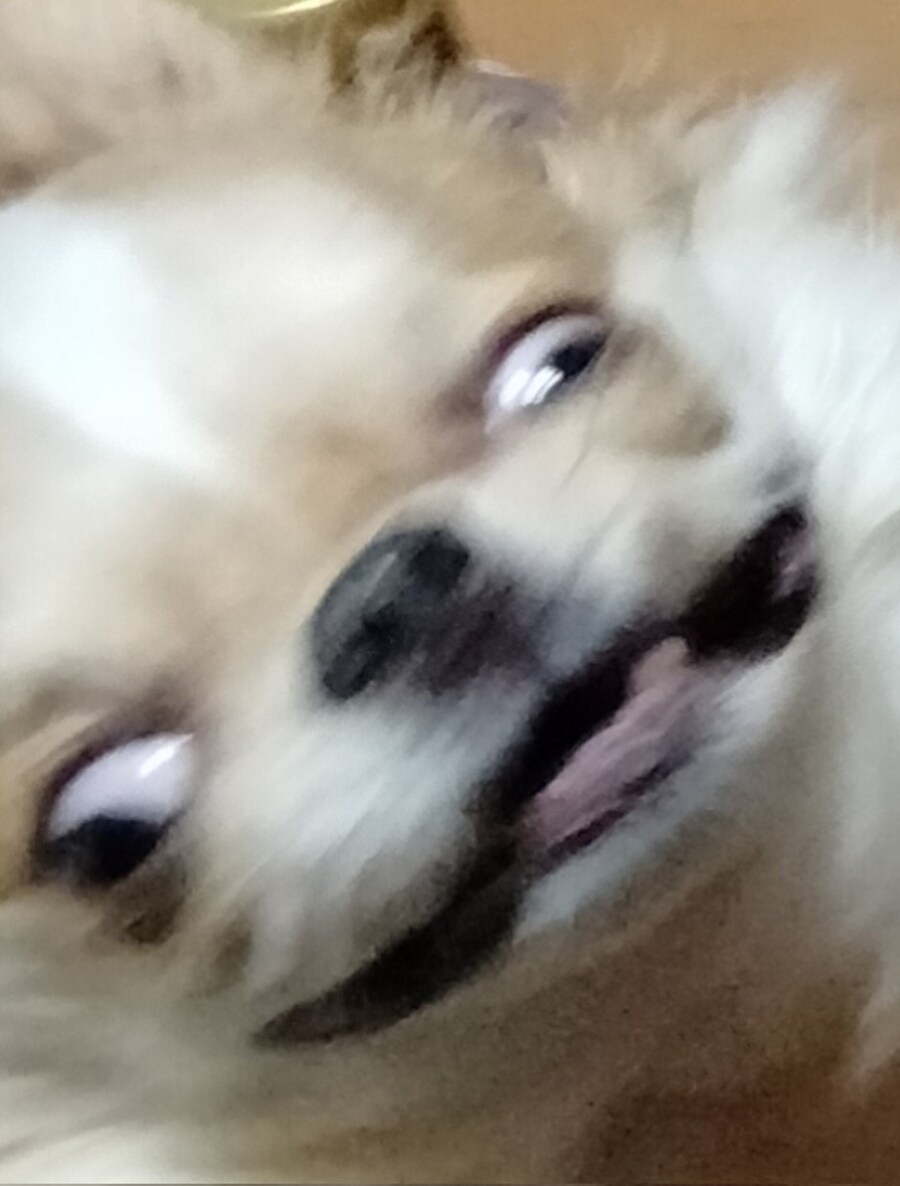 표정이 극과 극을 달리는 치와와.twit_4.jpg