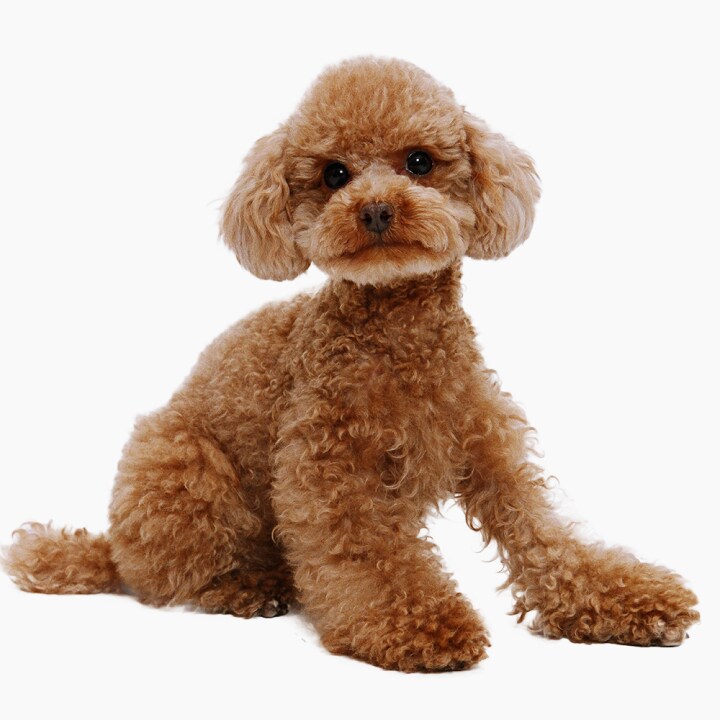 곱슬거리는 대표적인 강아지들_2.png