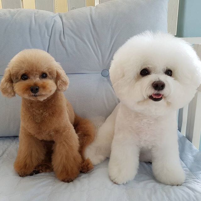 곱슬거리는 대표적인 강아지들_5.jpg