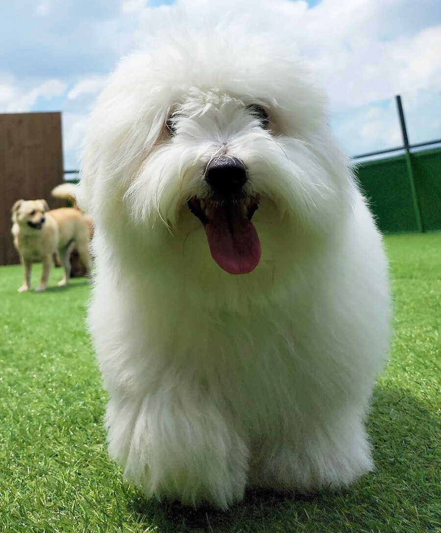 곱슬거리는 대표적인 강아지들_8.jpg