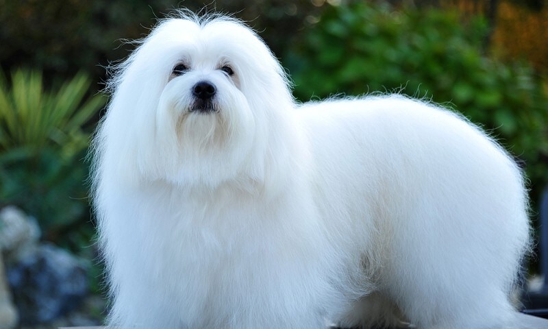 곱슬거리는 대표적인 강아지들_9.jpg