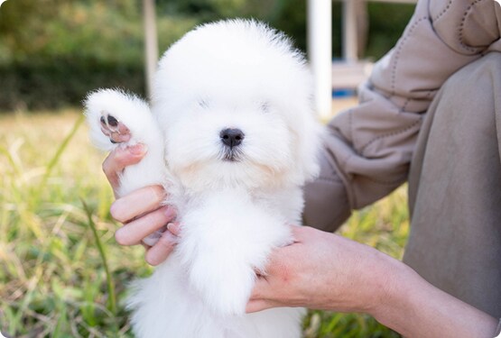 곱슬거리는 대표적인 강아지들_10.png