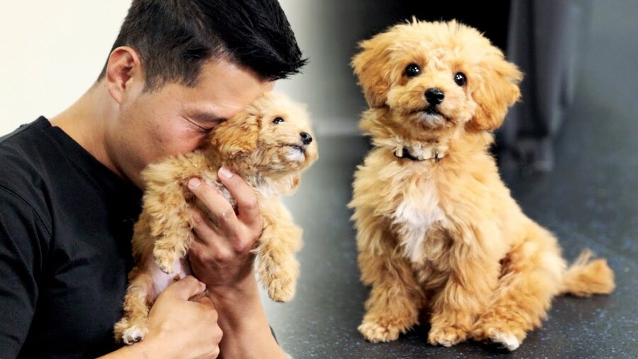 곱슬거리는 대표적인 강아지들_15.jpg