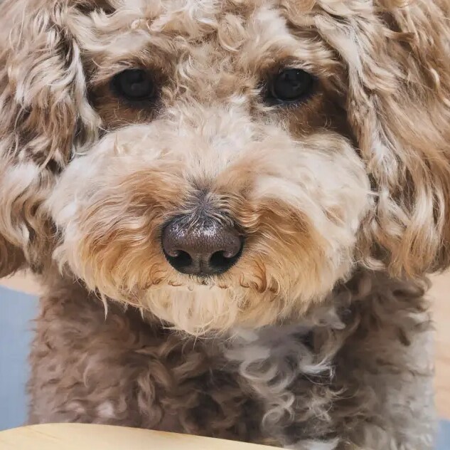 물가 너무비싸서 오리목뼈 간식 만들기_3.png