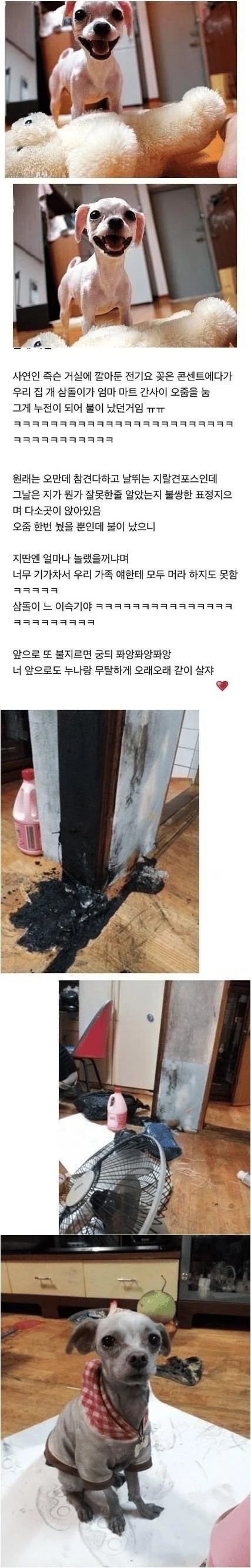 강아지가 집에 불냈는데 혼낼 수 없는 이유_1.webp