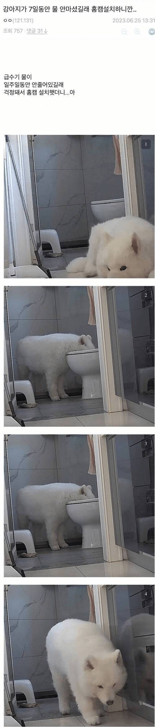 강아지가 7일동안 물 안마셔서 홈캠 설치함_1.jpg