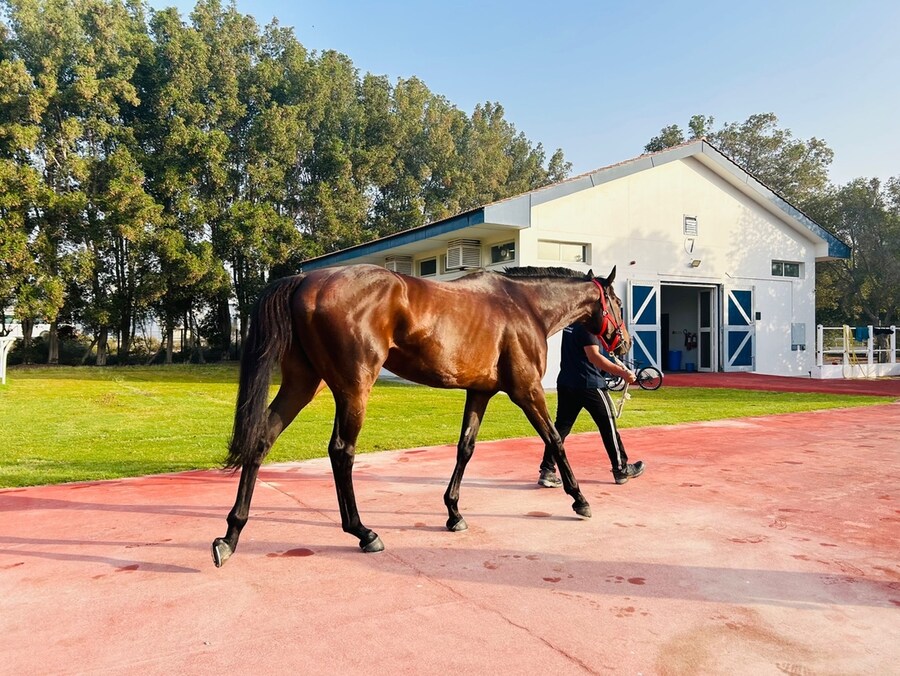 [경마] 다음 레이스는 국내에서 출주_1.jpg