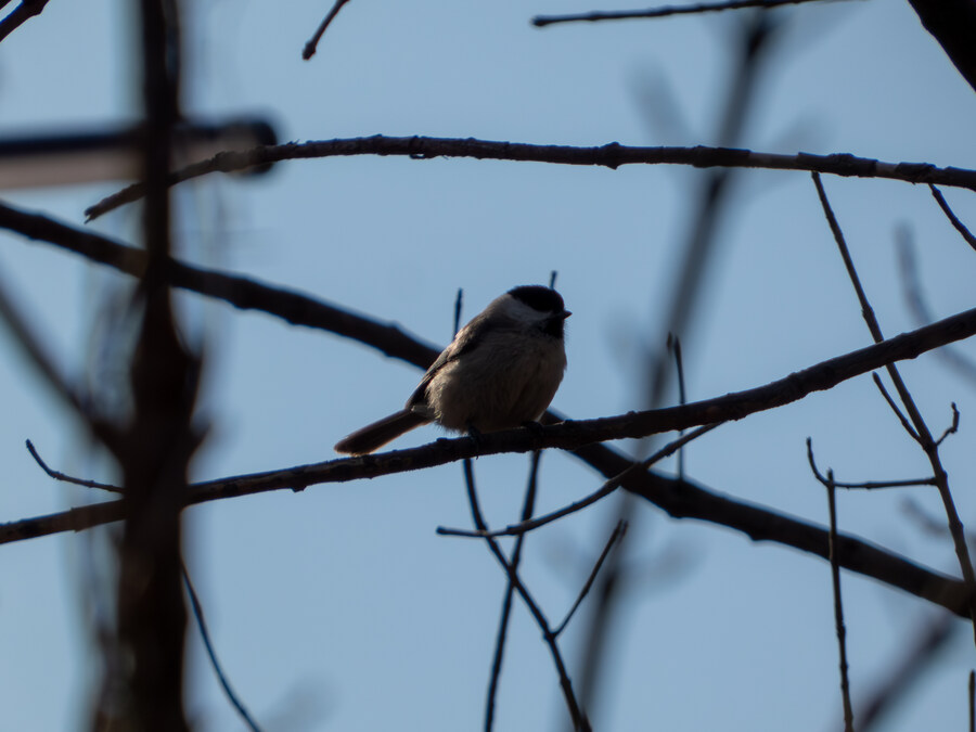 2월 망한 탐조_2.jpg