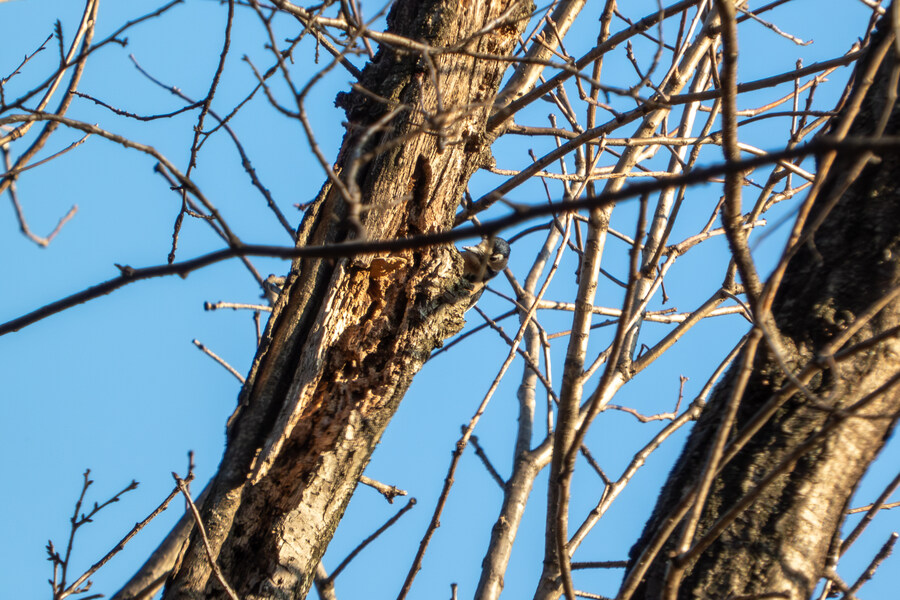 2월 망한 탐조_12.jpg