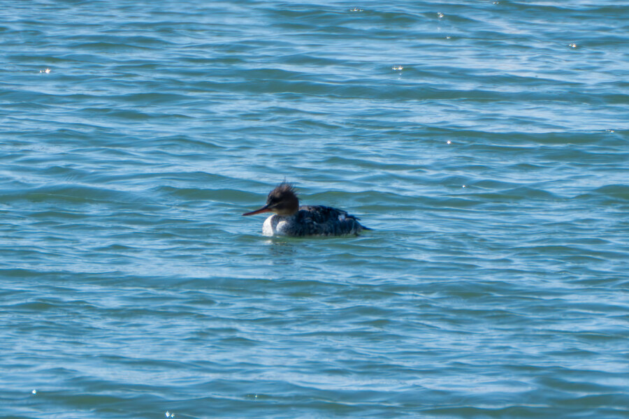2월 시화호 북단 및 오이도 탐조_15.jpg