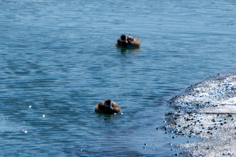 2월 시화호 북단 및 오이도 탐조_18.jpg
