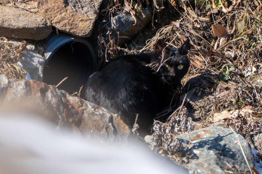 2월 시화호 북단 및 오이도 탐조_23.jpg