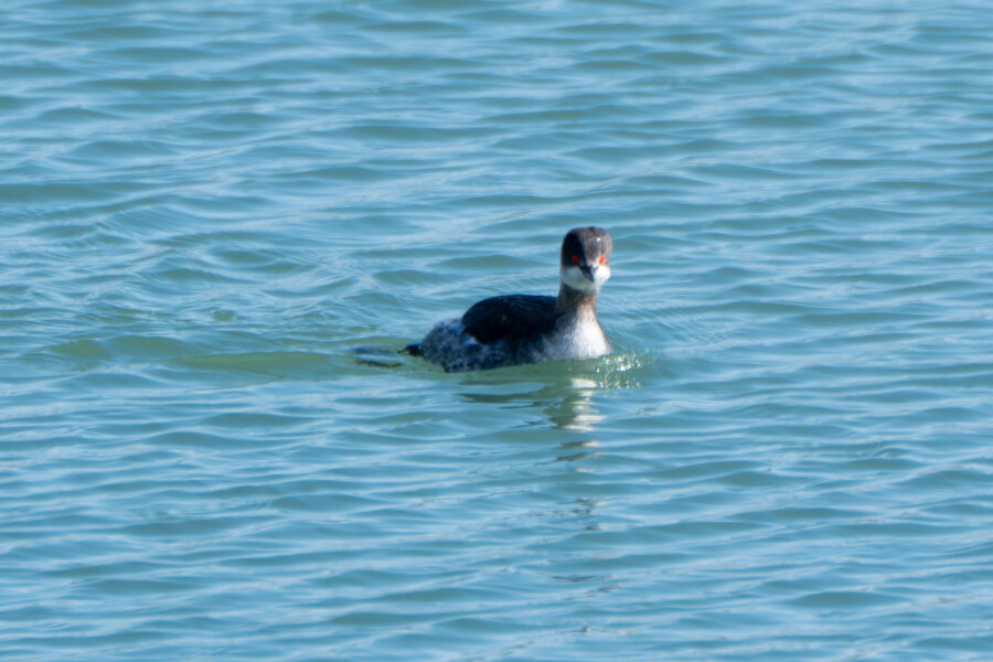2월 시화호 북단 및 오이도 탐조_28.jpg