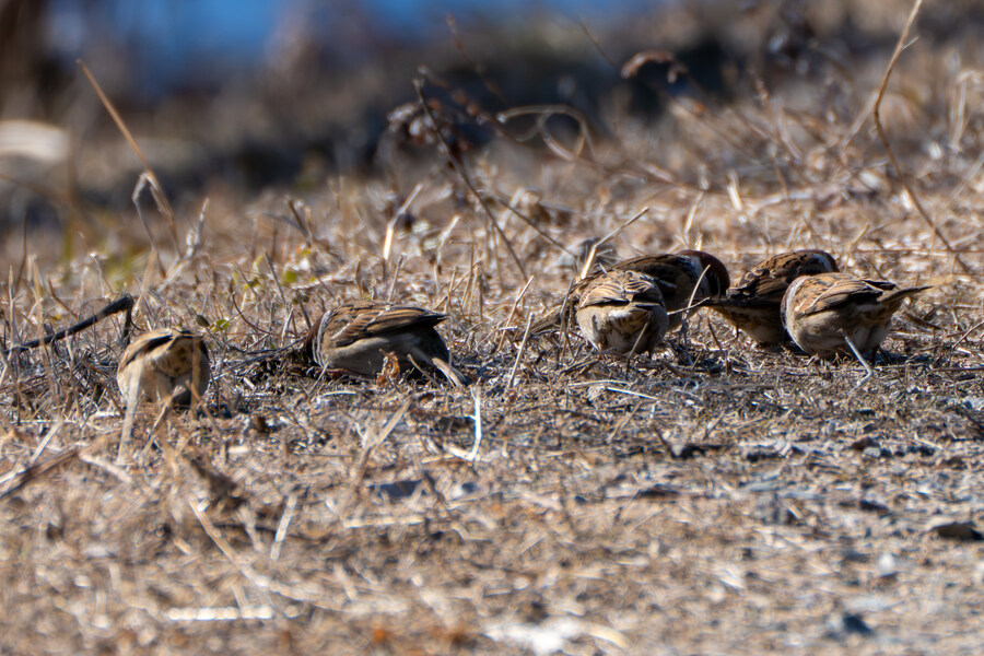2월 시화호 북단 및 오이도 탐조_38.jpg