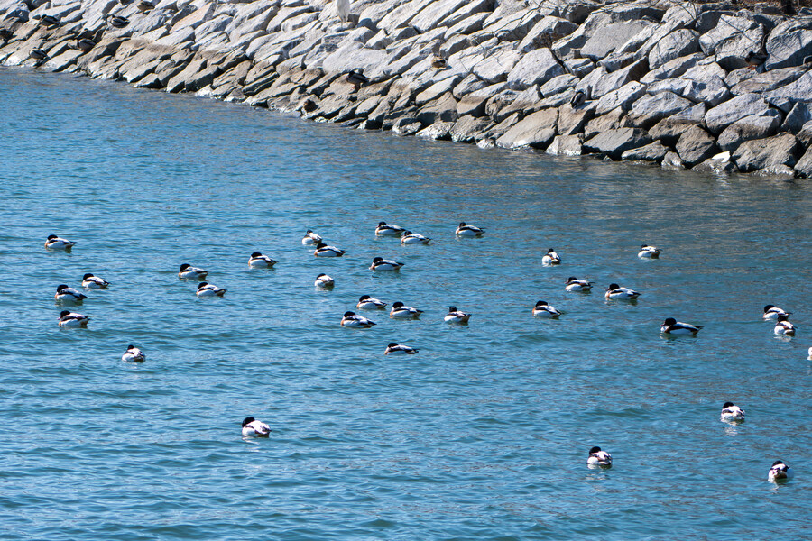 2월 시화호 북단 및 오이도 탐조_40.jpg