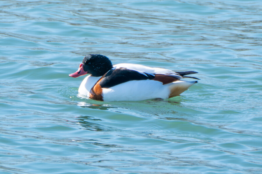2월 시화호 북단 및 오이도 탐조_41.jpg