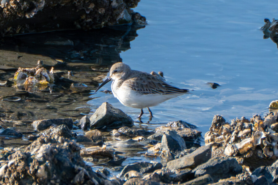 2월 시화호 북단 및 오이도 탐조_51.jpg
