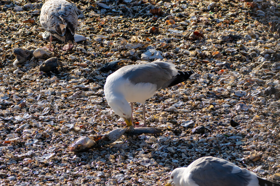 2월 시화호 북단 및 오이도 탐조_55.jpg