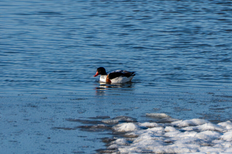 2월 시화호 북단 및 오이도 탐조_57.jpg