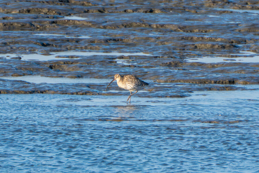 2월 시화호 북단 및 오이도 탐조_58.jpg