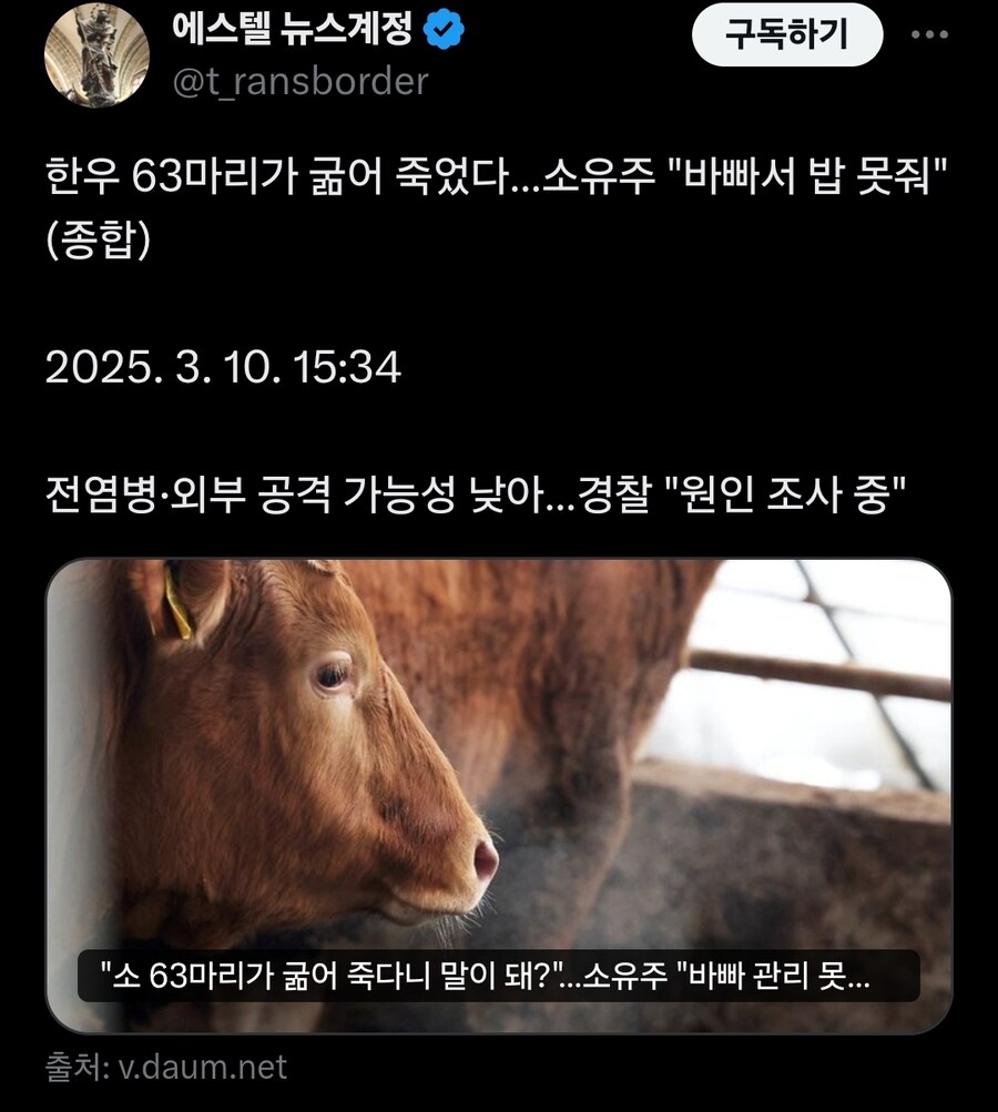 한우 63마리가 굶어 죽었다…소유주 "바빠서 밥 못줘"_1.jpg