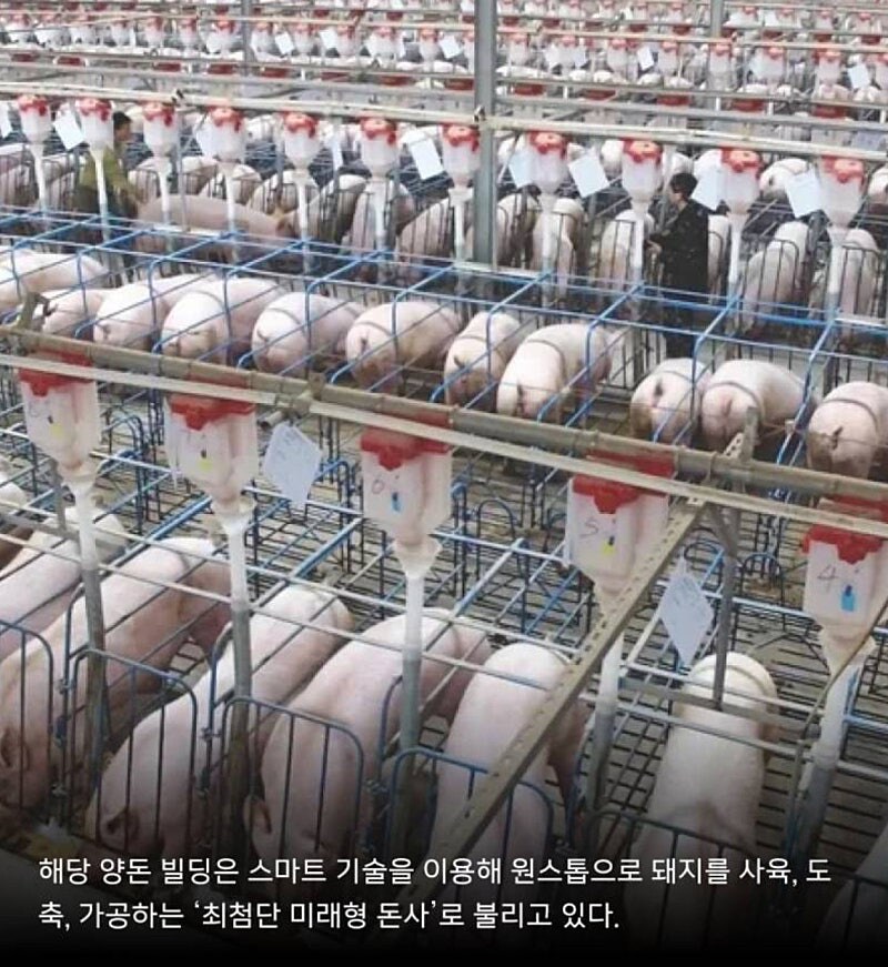 충남 '돼지빌딩' 추진...동물단체 반발_6.jpg