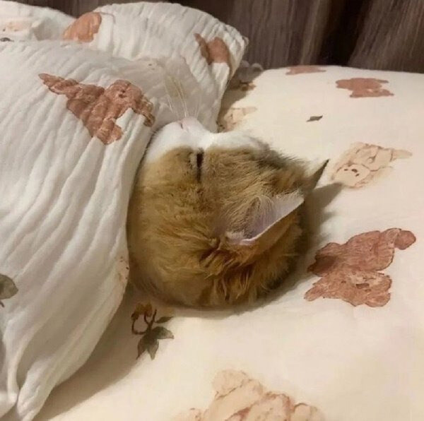 얼굴이 동글동글하고 자그마한 사람을 고양이상 얼굴이라 하는 이유_1.jpg