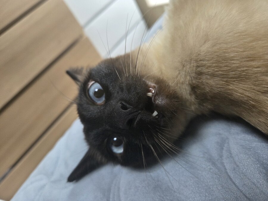 나 고양이 키우는 사람으로써 현타 제대로 왔음...._6.jpg