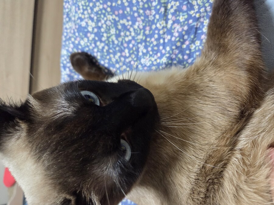 나 고양이 키우는 사람으로써 현타 제대로 왔음...._7.jpg