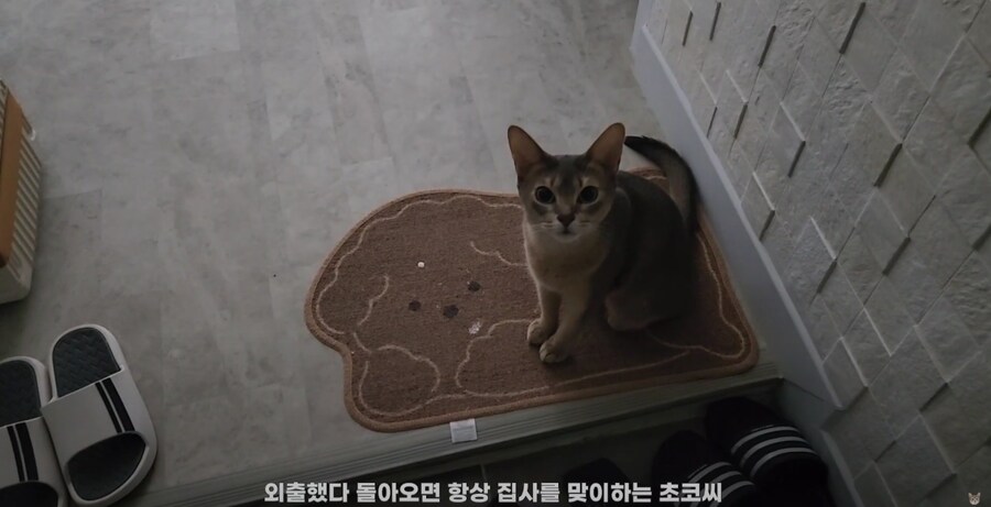 냥집사들 외출했다 귀가했을 때 가슴 철렁 하는 순간_1.png