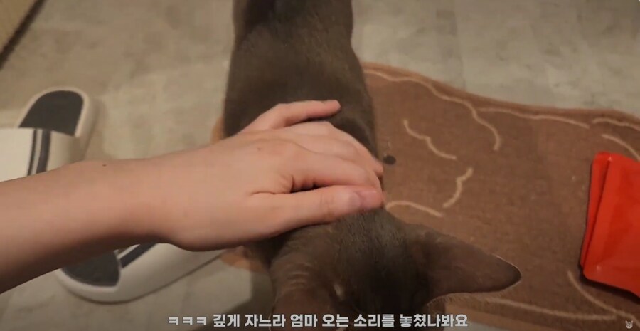 냥집사들 외출했다 귀가했을 때 가슴 철렁 하는 순간_7.png